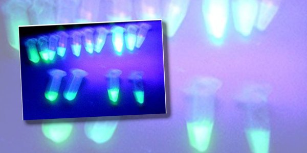 Schnupperkurs Gentechnik am Explo Heidelberg