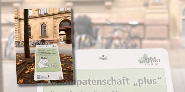 Umwelt-AG übernimmt Baumpatenschaft für 5 Spitzahorne vor dem Fichte