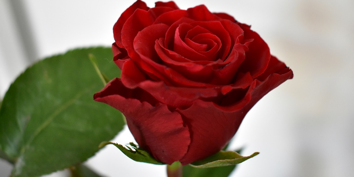 Valentinstag: Fichte in love